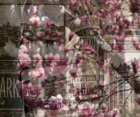Cherry blossom overlay on photos of vintage Newark landmarks
