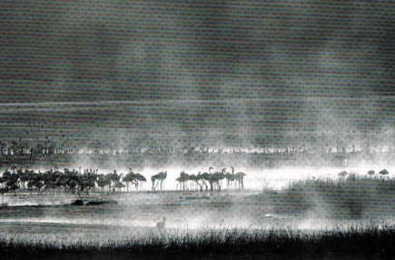 Black and white image of grassy plain with scattered wildlife